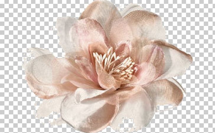 Petal Garden Roses Spring Summer Color PNG, Clipart, Clip, Color, Cut Flowers, Flower, Garden Roses Free PNG Download