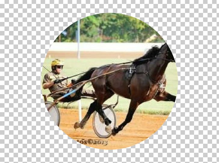 Rein Stallion Horse Harnesses Mustang Bridle PNG, Clipart, Blood, Bridle, Chariot, Congratulations, Epo Free PNG Download