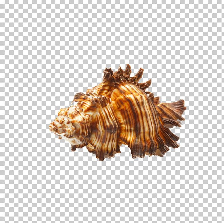 Seashell Zazzle Sea Snail Stock Photography PNG, Clipart, Aquatic, Aquatic Product, Button, Cartoon Conch, Conch Free PNG Download