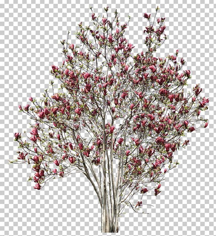 Tree Twig Shrub PNG, Clipart, Blossom, Branch, Cherry Blossom, Cut Flowers, Download Free PNG Download