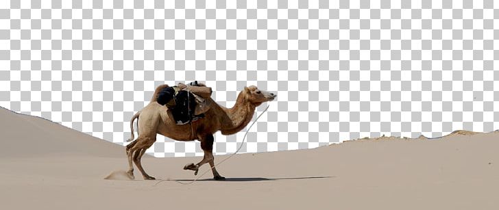 Dromedary Bactrian Camel Gobi Desert PNG, Clipart, Animals, Arabian Camel, Arizona Desert, Bactrian Camel, Camel Free PNG Download