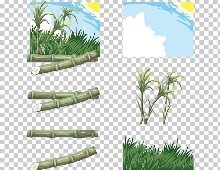 Saccharum PNG, Clipart, Candy Cane, Cartoon, Encapsulated Postscript, Grass, Grass Family Free PNG Download