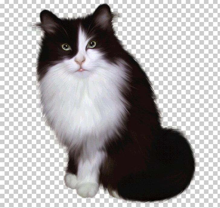Turkish Angora Siamese Cat Van Cat Tiger Ferret Png Clipart