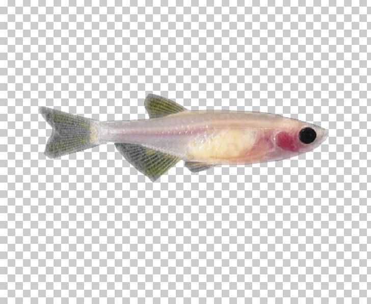 Zebrafish Animal Testing PNG, Clipart, Animal, Animal Testing, Bony Fish, Casper, Cod Free PNG Download