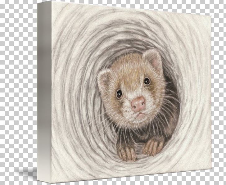 Ferret Stoat Mink Least Weasel Pet PNG, Clipart, Animal, Animals, Art, Carnivoran, Doodle Free PNG Download