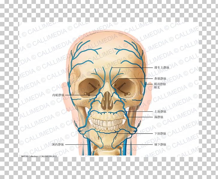 Head And Neck Anatomy Jugular Vein Supratrochlear Artery PNG, Clipart, Anatomy, Artery, Blood Vessel, Bone, Cheek Free PNG Download