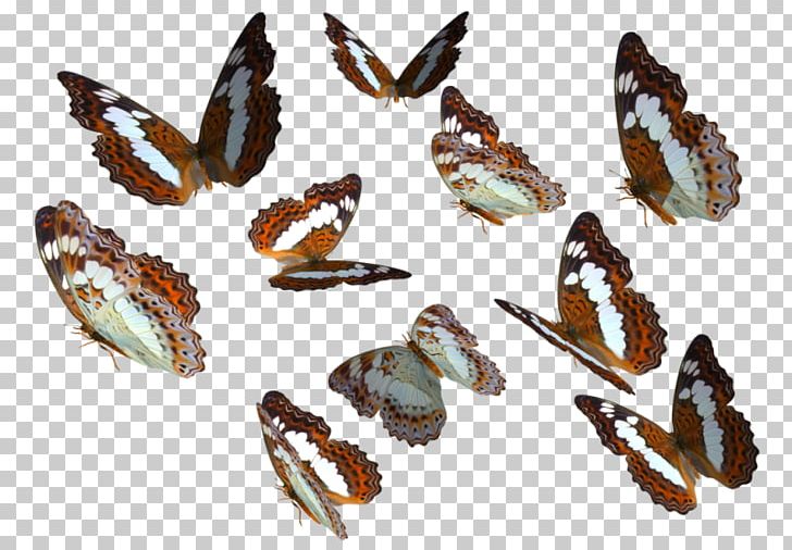 Monarch Butterfly Insect PNG, Clipart, Arthropod, Butterflies And Moths, Butterfly, Butterfly Clipart, Computer Icons Free PNG Download