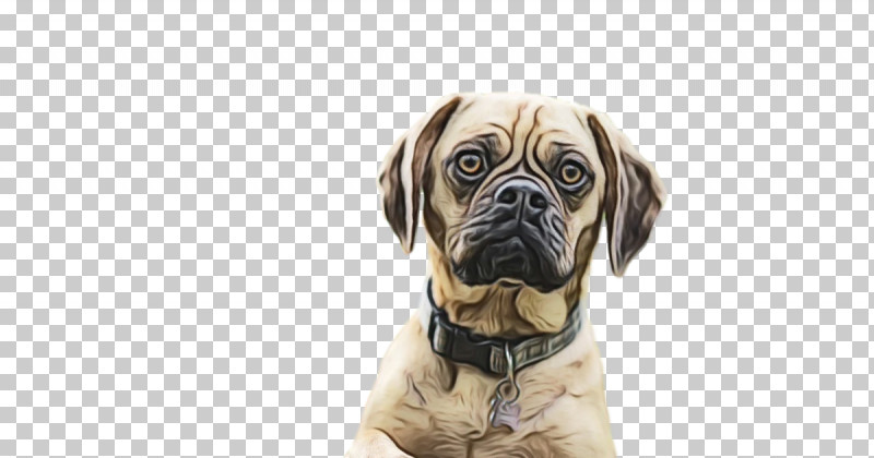 Bullmastiff Pug Snout Companion Dog Breed PNG, Clipart, Biology, Breed, Bullmastiff, Companion Dog, Crossbreed Free PNG Download