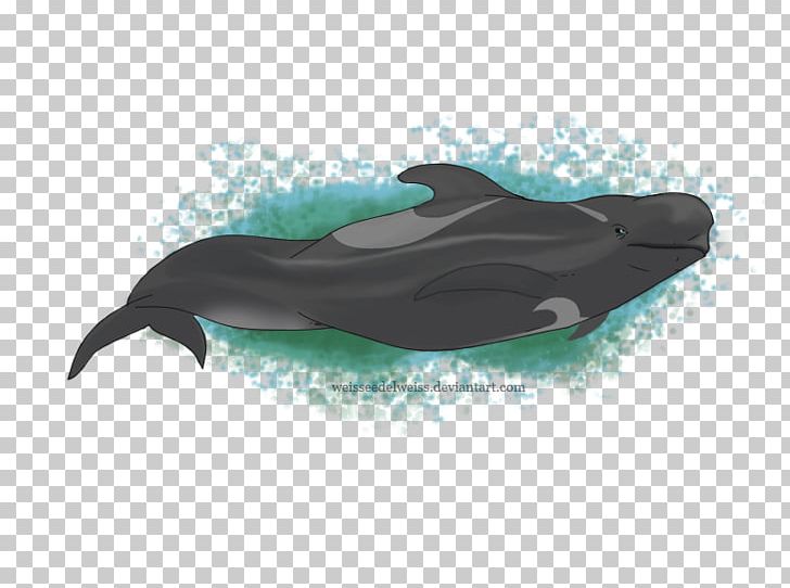 Common Bottlenose Dolphin Wholphin Short-beaked Common Dolphin Tucuxi Short-finned Pilot Whale PNG, Clipart, Animals, Bottlenose Dolphin, Cetacea, Common Bottlenose Dolphin, Dolphin Free PNG Download