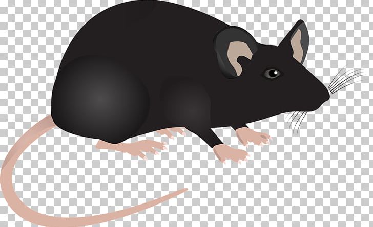 Computer Mouse Laboratory Rat Murids PNG, Clipart, Animal, Animals, Black, Brown, Christmas Decoration Free PNG Download