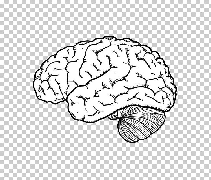 Drawing Human Brain PNG, Clipart, Area, Art, Black And White, Brain, Brains Free PNG Download