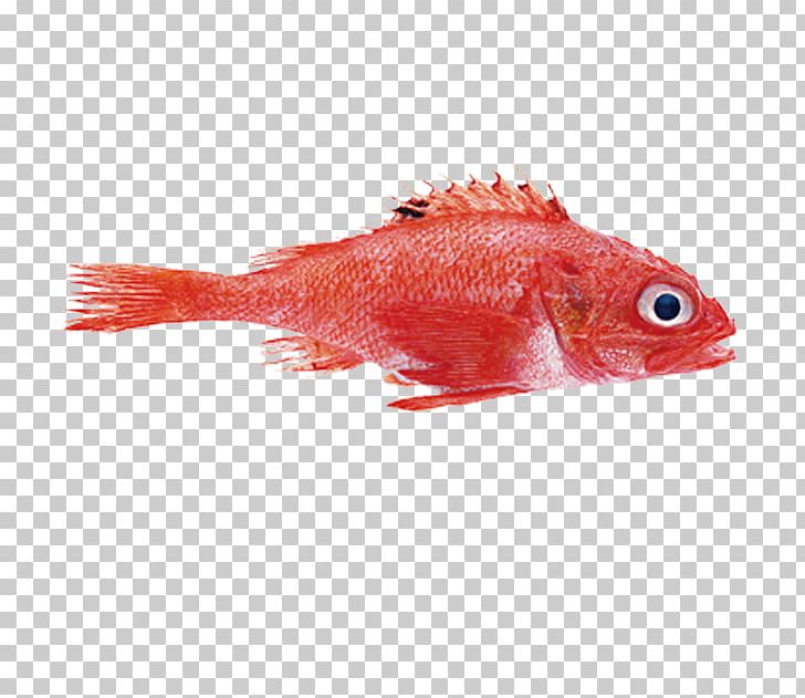 Northern Red Snapper Seafood Mullus Barbatus Fish PNG, Clipart, Animals, Aquarium Fish, European Perch, Fig, Fig Photography Free PNG Download
