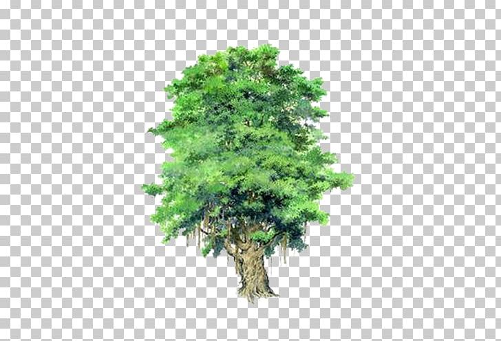 Populus Nigra Tree Bauhinia Xd7 Blakeana Garden PNG, Clipart, Bauhinia Variegata, Bauhinia Xd7 Blakeana, Big, Big Tree, Bodhi Free PNG Download