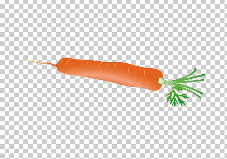 Carrot Euclidean Radish PNG, Clipart, Carrot Creative, Carrot Juice, Carrots, Cartoon, Cartoon Carrot Free PNG Download