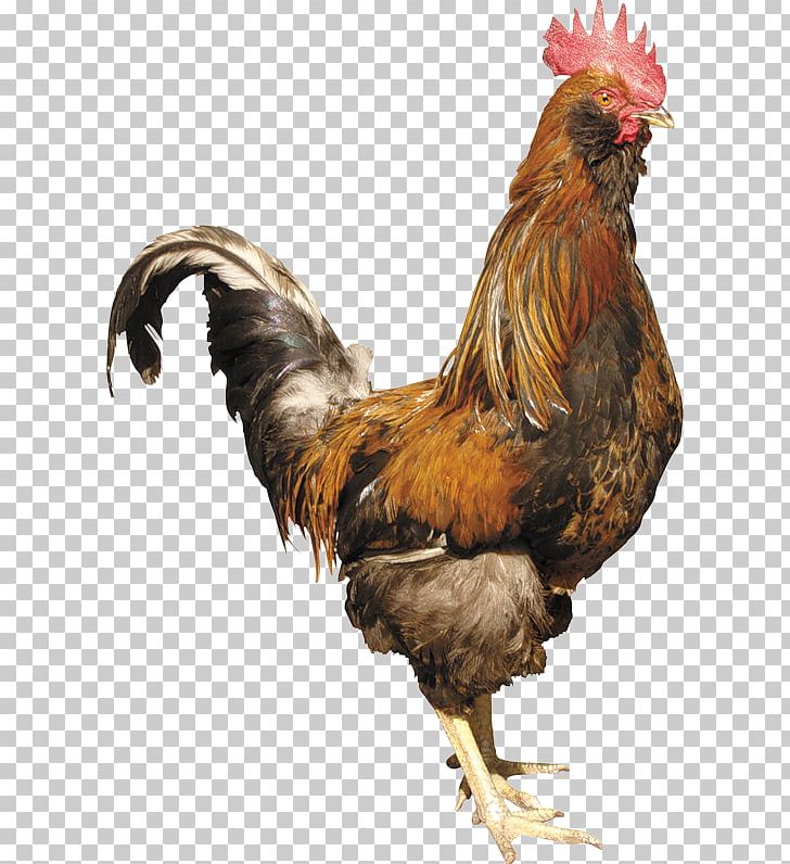Chicken PNG, Clipart, Animals, Beak, Bird, Bit, Chicken Free PNG Download