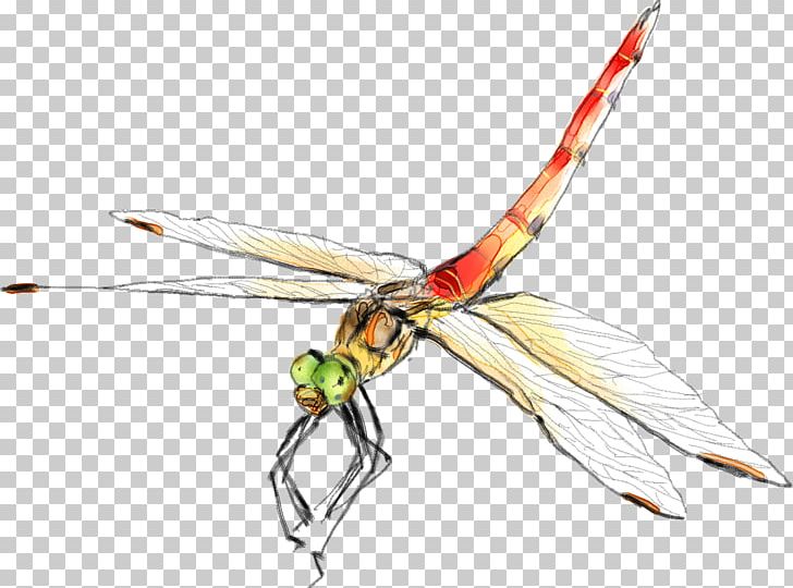 Insect Dragonfly Graphic Design PNG, Clipart, Arthropod, Cartoon Dragonfly, Dragonfly Wings, Dragonfly With Flower, Encapsulated Postscript Free PNG Download