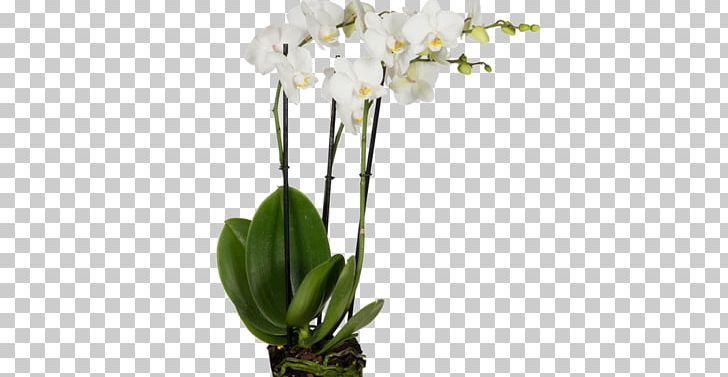 Moth Orchids Cut Flowers Plant PNG, Clipart, Artificial Flower, Cut Flowers, Flora, Floral Design, Floristry Free PNG Download