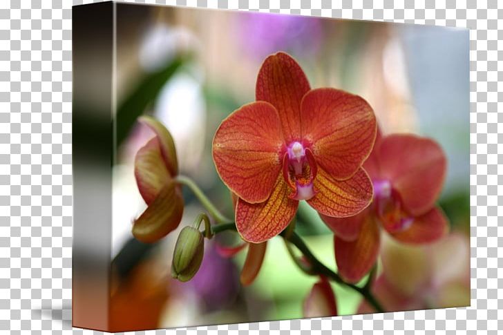 Phalaenopsis Equestris Gallery Wrap Canvas Art Orchids PNG, Clipart, Art, Canvas, Flora, Flower, Flowering Plant Free PNG Download