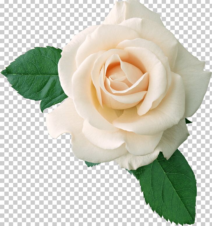 White Rose On Leaves PNG, Clipart, Flowers, Nature, Rose Free PNG Download