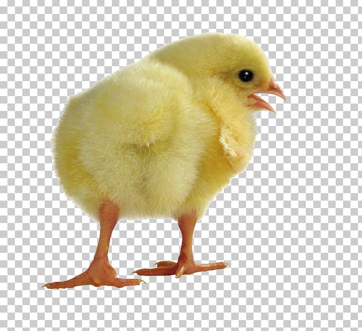 Yellow-hair Chicken Computer File PNG, Clipart, Animals, Bird, Cartoon Chick, Chick, Chicken Free PNG Download