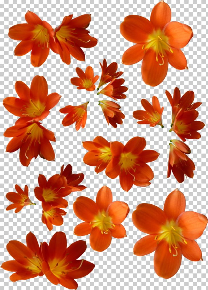 Flower Orange Petal PNG, Clipart, Annual Plant, Cartoon, Color, Cut Flowers, Deviantart Free PNG Download
