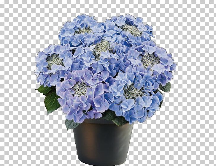 French Hydrangea Flowerpot Ornamental Plant PNG, Clipart, Annual Plant, Artificial Flower, Blue, Cornales, Cut Flowers Free PNG Download