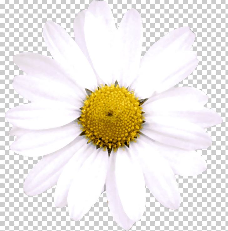 Oxeye Daisy Argyranthemum Frutescens Trackback Chrysanthemum Blog PNG, Clipart, Argyranthemum Frutescens, Aster, Bach Flower Remedies, Blog, Camomile Free PNG Download