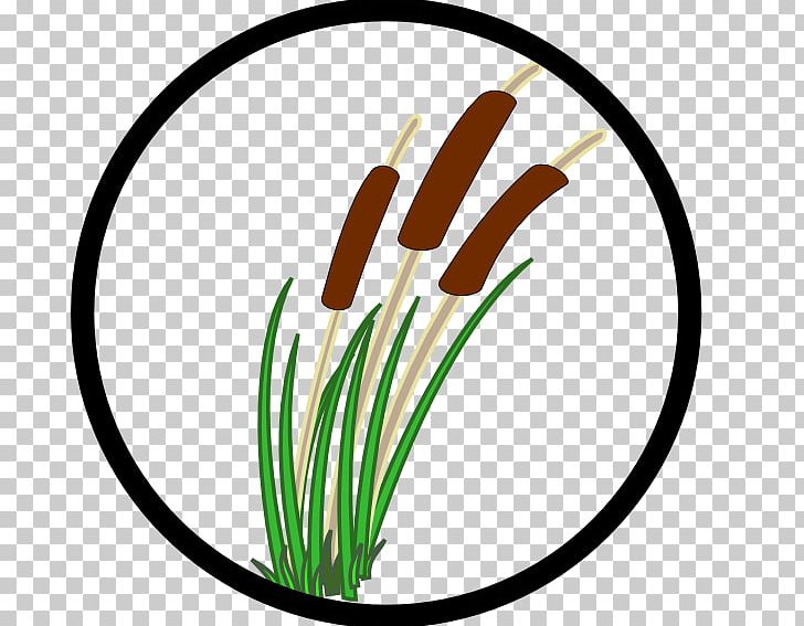 Pantanal Wetland Plants Cattail PNG, Clipart, Cattail, Circle, Flower, Food, Free Content Free PNG Download