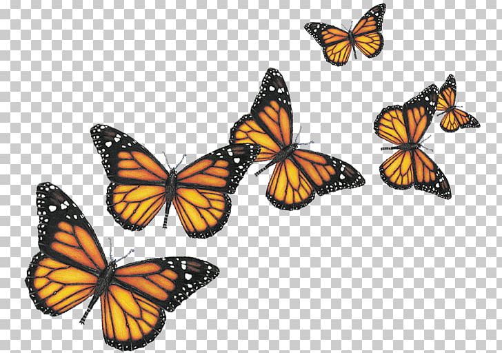Butterfly Computer Icons PNG, Clipart, Arthropod, Brush Footed Butterfly, Butterfly, Channel, Computer Icons Free PNG Download
