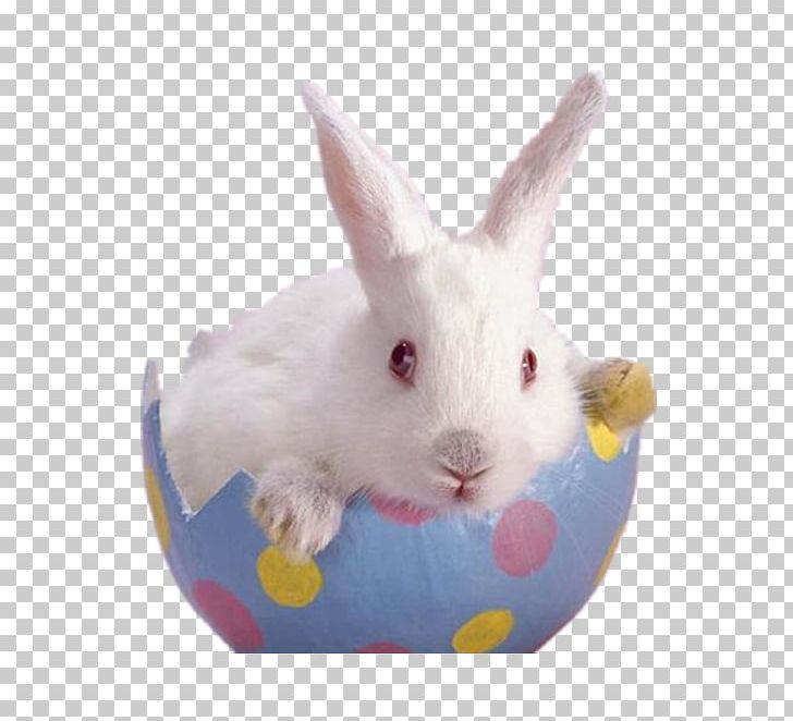 Easter Bunny Dwarf Hotot Flemish Giant Rabbit PNG, Clipart, Animals, Black White, Blue, Blue Abstract, Blue Background Free PNG Download