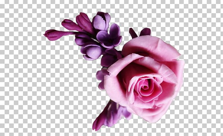 Garden Roses Centifolia Roses Cut Flowers Pink PNG, Clipart, Blume, Blumen, Centifolia Roses, Cicek, Cicek Resimleri Free PNG Download