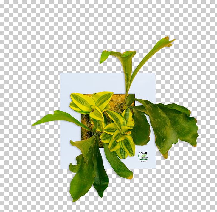 Leaf Java Herb Wallflower Plant Stem PNG, Clipart, Flowerpot, Herb, Herbal, Java, Leaf Free PNG Download