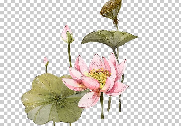 Nelumbo Nucifera 2012 Lotus Evora Illustration PNG, Clipart, Art, Artificial Flower, Cut Flowers, Decorative, Flower Free PNG Download