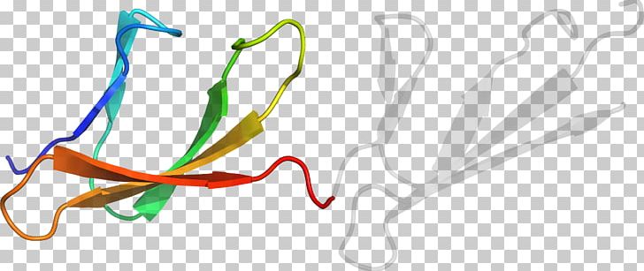 Organism Line PNG, Clipart, Art, Cala, Graphic Design, Line, Organ Free PNG Download