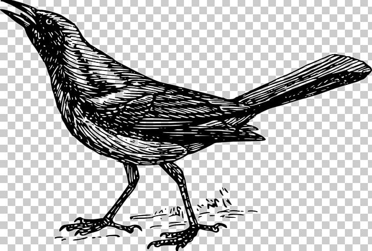 Bird Beak PNG, Clipart, Animals, Art, Beak, Bird, Bird Feeding Free PNG Download