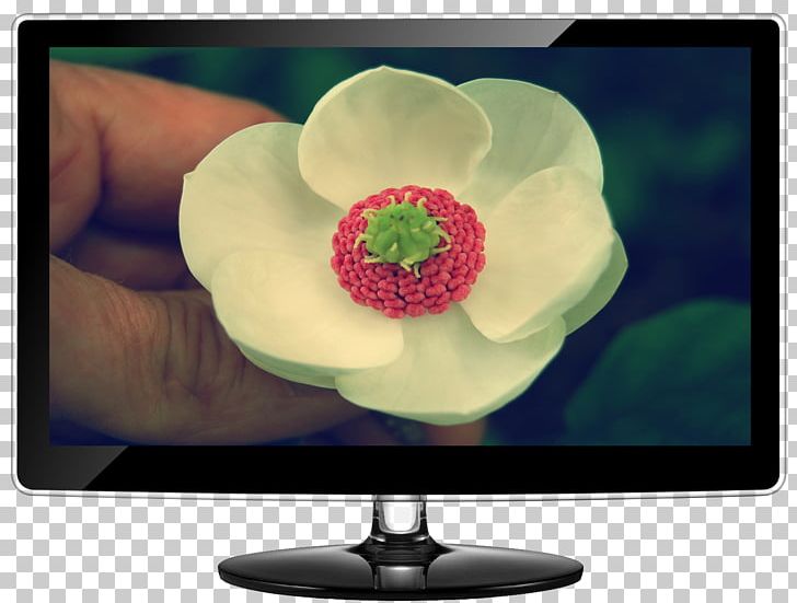 Computer Monitors Television Samsung PNG, Clipart, Computer Monitor, Computer Monitors, Display Device, Flower, Hand Flower Free PNG Download