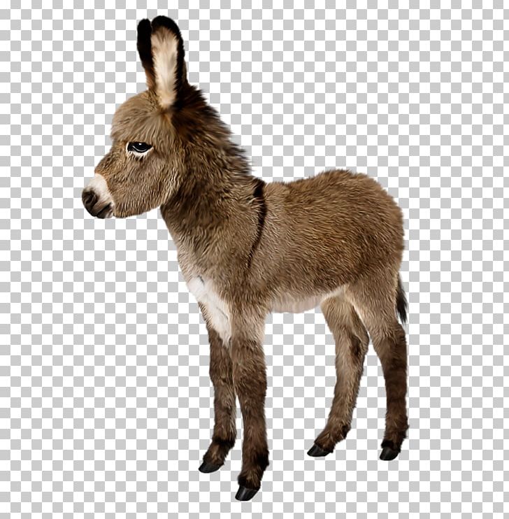 Donkey Stock Photography Stock.xchng PNG, Clipart, Animal Figure, Animals, Donkey, Fauna, Foal Free PNG Download