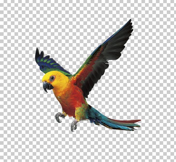 Flying Parrot Bird Digital Video Recorders PNG, Clipart, 1080p, Android, Animals, Beak, Bird Free PNG Download