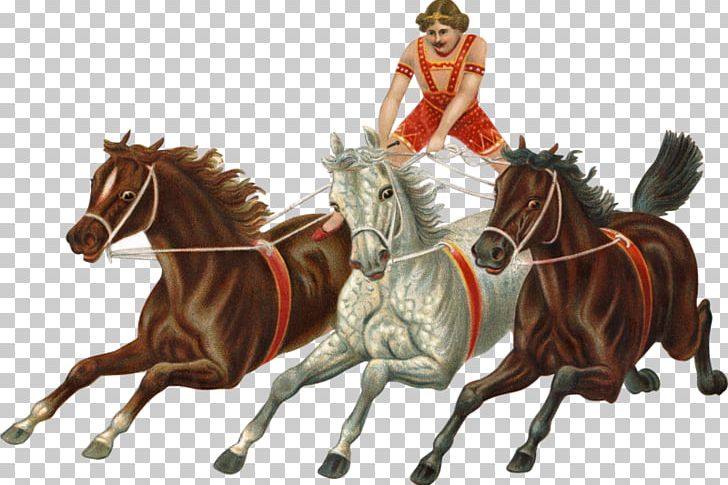 Hold Your Horses English-language Idioms Chariot PNG, Clipart, Bridle, Chariot, English Language, Englishlanguage Idioms, Equestrianism Free PNG Download