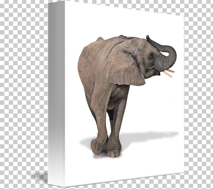Indian Elephant African Elephant Tusk Wildlife Curtiss C-46 Commando PNG, Clipart, African Elephant, Animal, Curtiss C46 Commando, Elephant, Elephantidae Free PNG Download