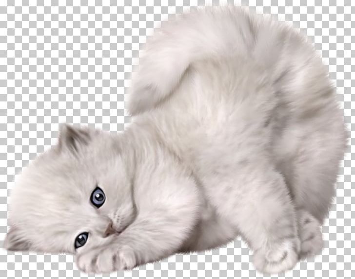 Persian Cat Ragdoll Munchkin Cat Maine Coon Turkish Angora PNG, Clipart, Animal, Animals, Black Cat, British Semi Longhair, Carnivoran Free PNG Download