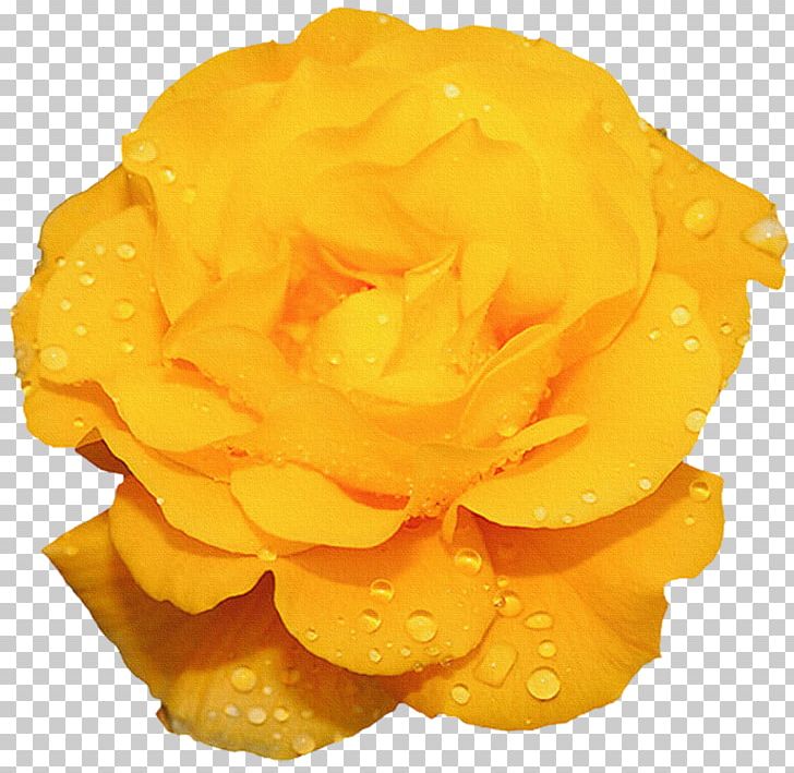 Rose Yellow Flower Photography PNG, Clipart, Blue, Desktop Wallpaper, Flower, Flower Bouquet, Flowers Free PNG Download
