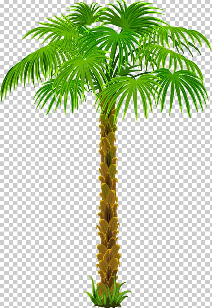 Asian Palmyra Palm Coconut Arecaceae PNG, Clipart, Arecaceae, Arecales, Areca Nut, Asian Palmyra Palm, Attalea Speciosa Free PNG Download
