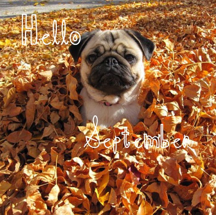 Autumn Puppy Dog Season Cuteness PNG, Clipart, Autumn, Carnivoran, Clothing, Companion Dog, Cuteness Free PNG Download