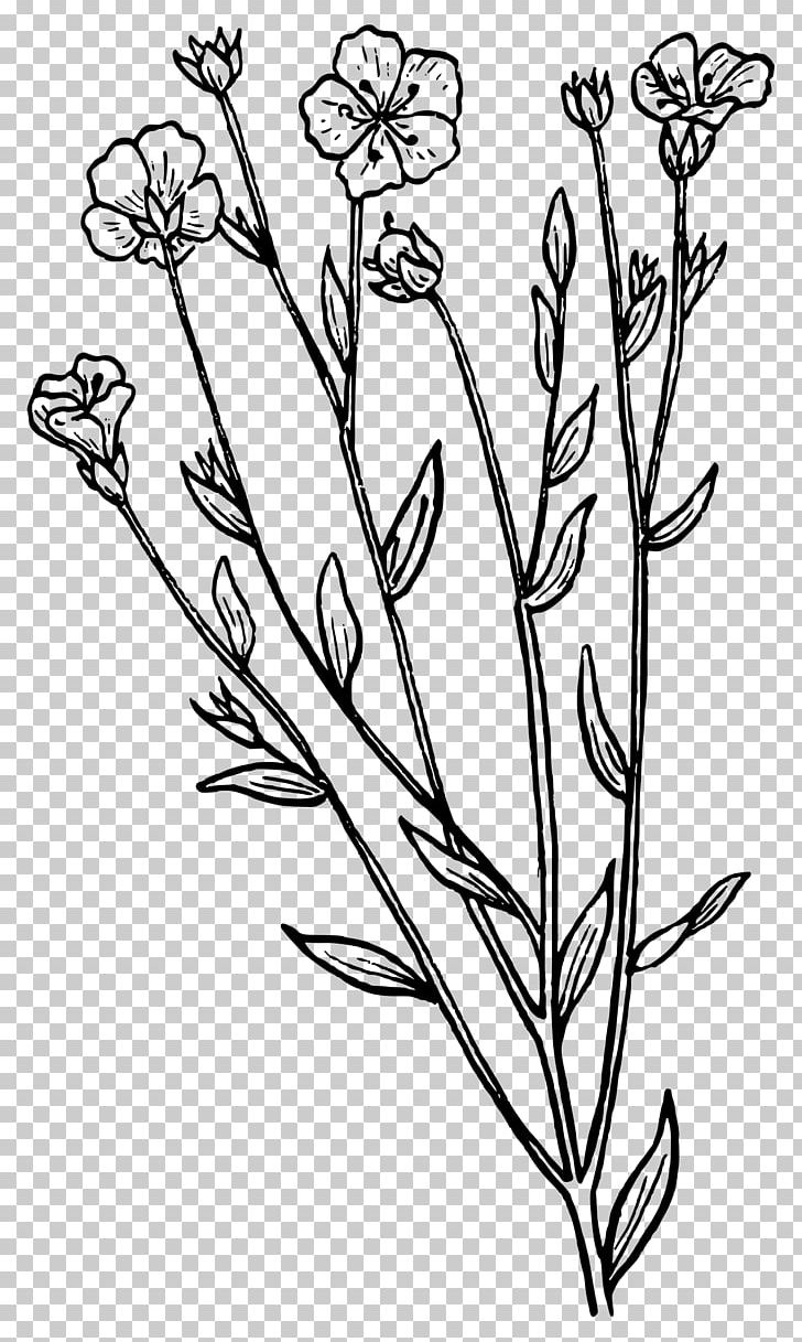 Biology Botany PNG, Clipart, Black And White, Branch, Drawing, Flora, Floral Design Free PNG Download