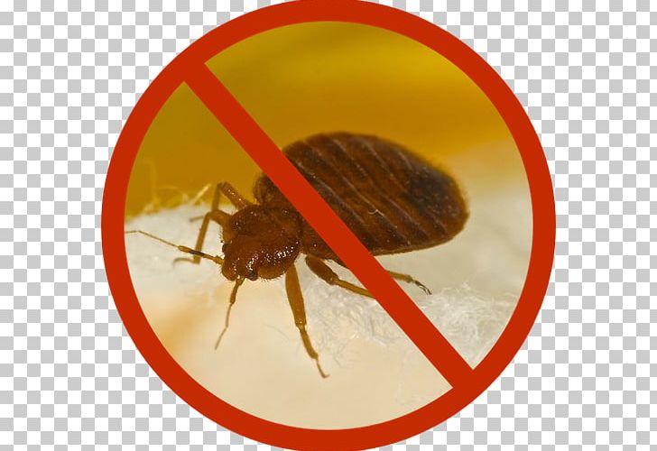 Insect Bed Bug Control Techniques Infestation Pest PNG, Clipart, Animals, Arthropod, Bed, Bed Bug, Bed Bug Bite Free PNG Download