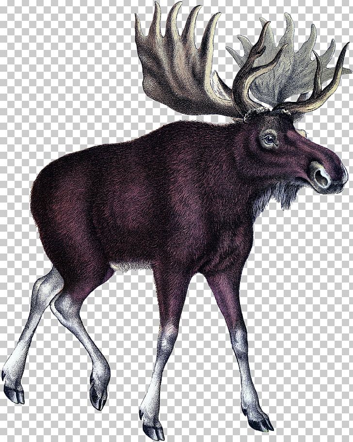 Moose Deer Art Printmaking PNG, Clipart, Animals, Antler, Architecture, Art, Botanical Illustration Free PNG Download