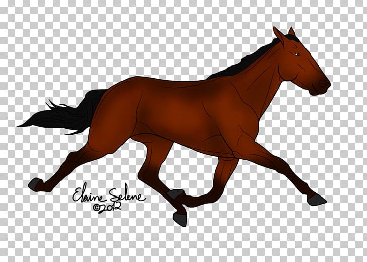 Mustang Stallion Foal Colt Mare PNG, Clipart, Ani, Bridle, Collar For A Horse, Colt, English Riding Free PNG Download