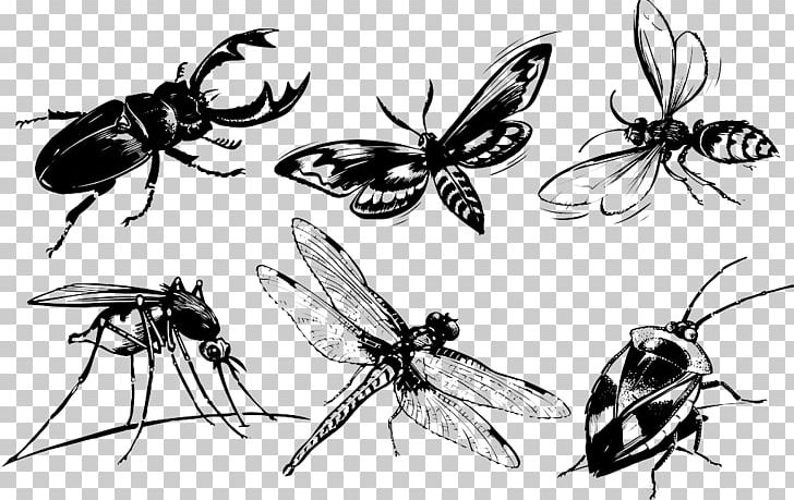 Beetle Butterfly Mosquito Cdr PNG, Clipart, Animals, Arthropod, Black, Black And White, Color Ink Free PNG Download
