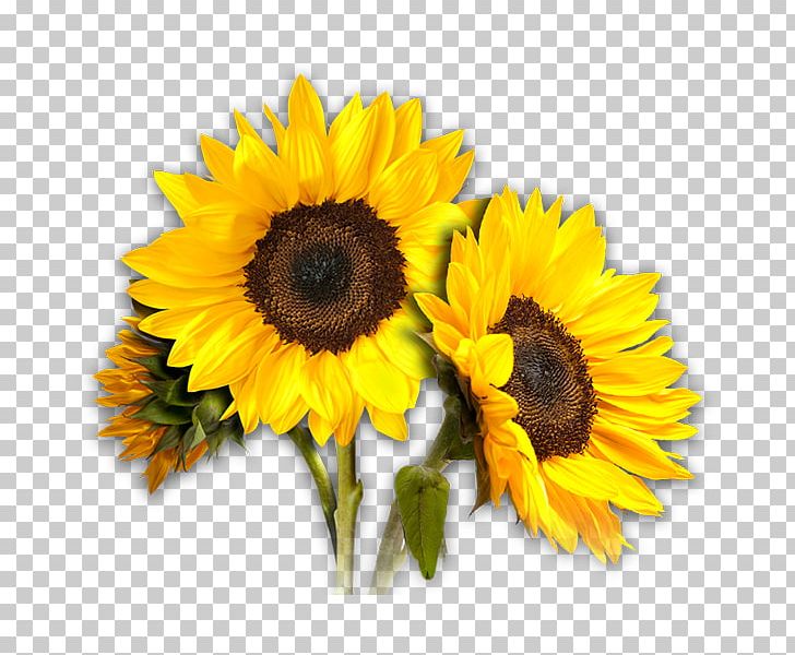 Common Sunflower Desktop PNG, Clipart, Annual Plant, Clip Art, Common Sunflower, Cut Flowers, Daisy Family Free PNG Download